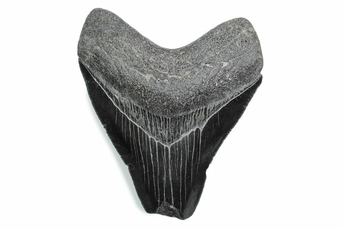 Bargain, Fossil Megalodon Tooth - Serrated Blade #370479